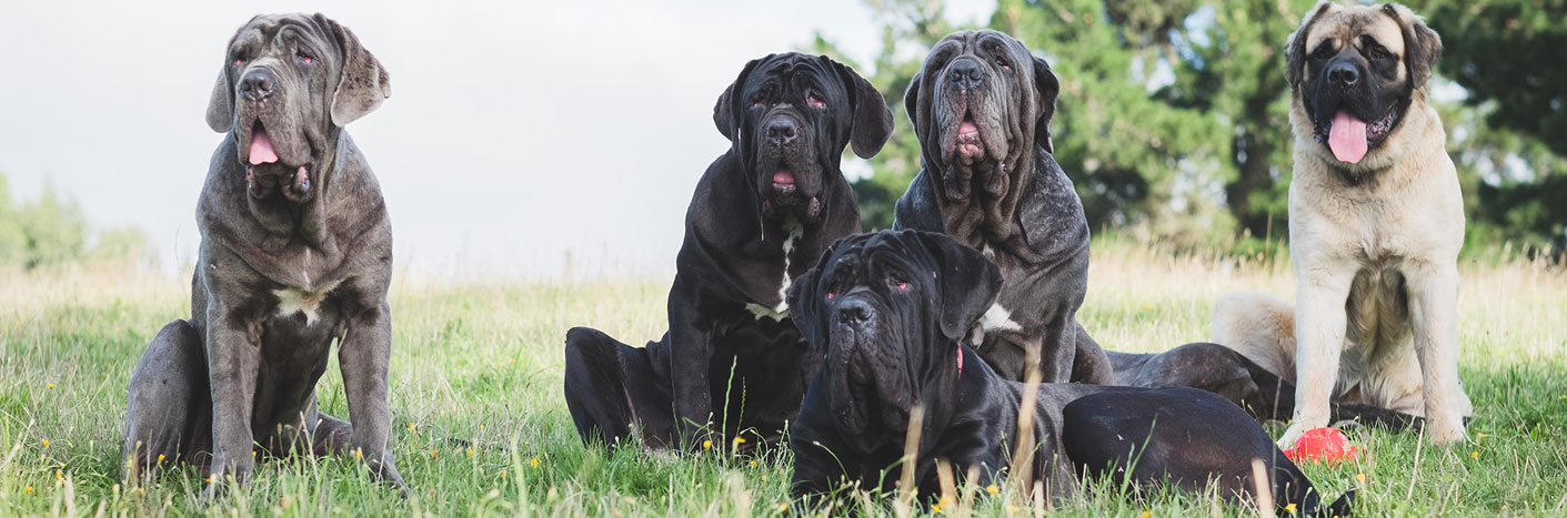 5 dogs in a field